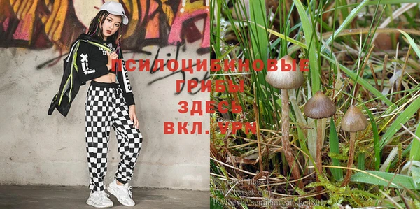 прущие грибы Козельск